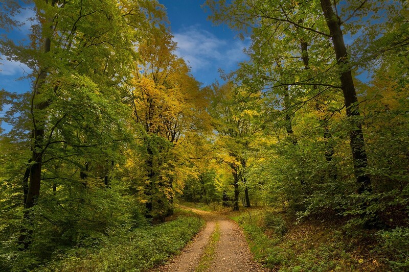 2025 09 09 herbstwald